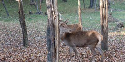 Dzień 4  - Revuca, Słowacja