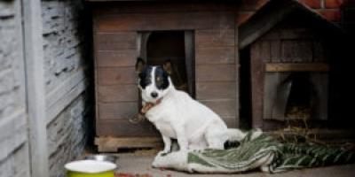 Październik miesiącem pomocy dla zwierząt