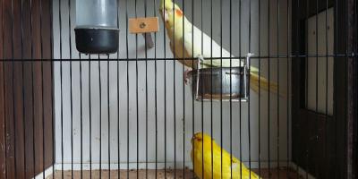 Pokaz ptaków egzotycznych